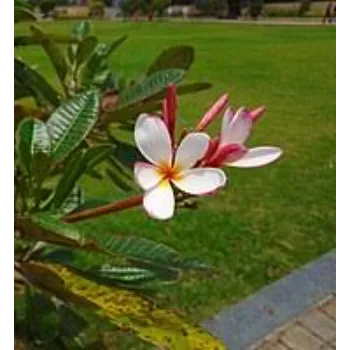 Glossy Plumeria Plant